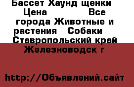 Бассет Хаунд щенки › Цена ­ 20 000 - Все города Животные и растения » Собаки   . Ставропольский край,Железноводск г.